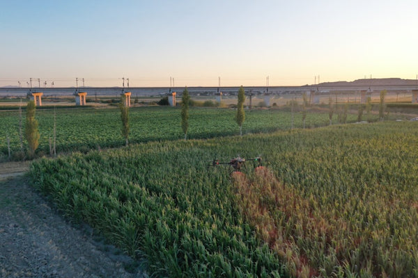 Improving Corn Yields With Agras T40 Drones in Turkey