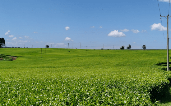Tea Farming with DJI Agriculture Drone Solutions